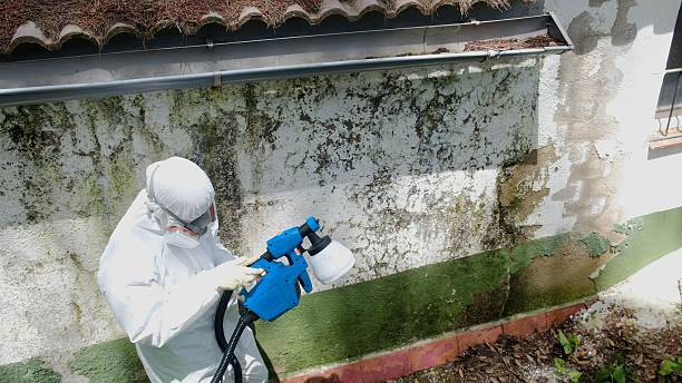 Trusted Black Mold Removal service in Melrose Park, NY - Cheap Mold Removal